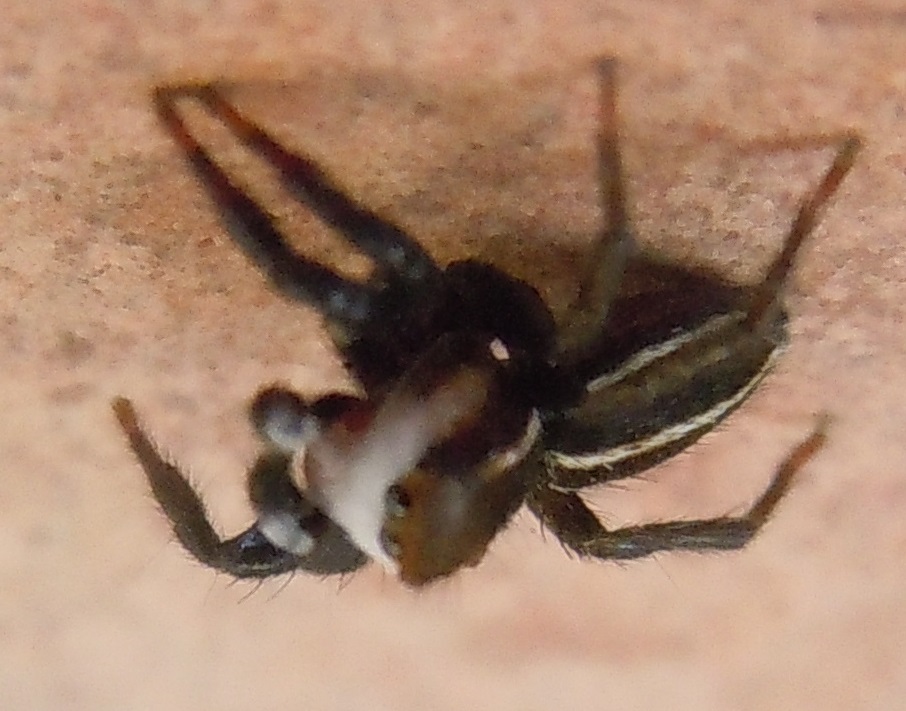 Phlegra bresnieri?  S, maschio - Pompei (NA)