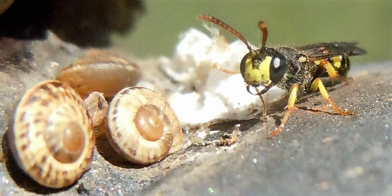 Vespina ghiotta di chiocciole?  Cerceris sp. (Crabronidae)