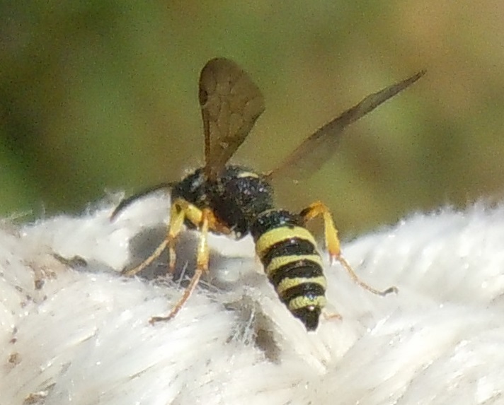 Vespina ghiotta di chiocciole?  Cerceris sp. (Crabronidae)