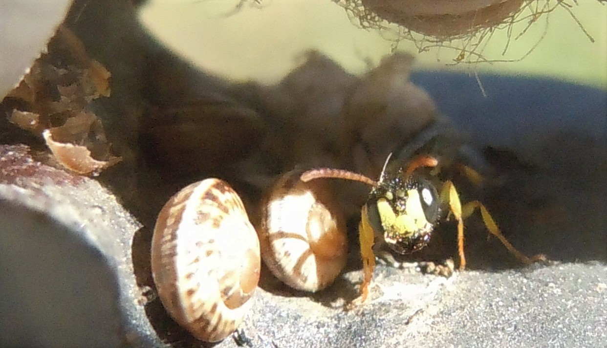 Vespina ghiotta di chiocciole?  Cerceris sp. (Crabronidae)