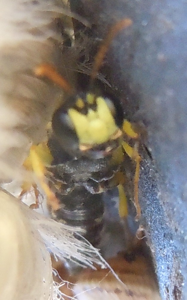 Vespina ghiotta di chiocciole?  Cerceris sp. (Crabronidae)