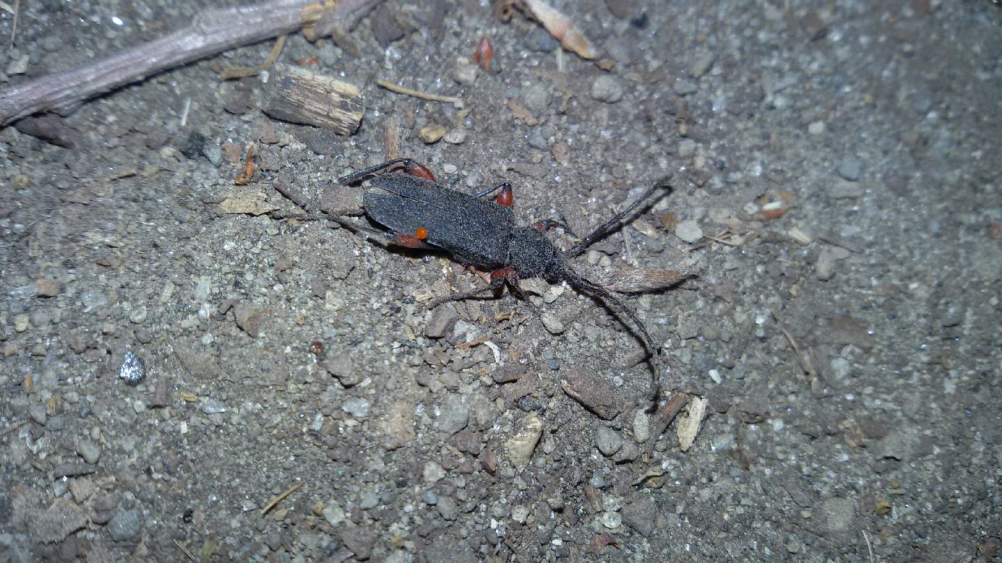 Cerambycidae: Ropalopus femoratus