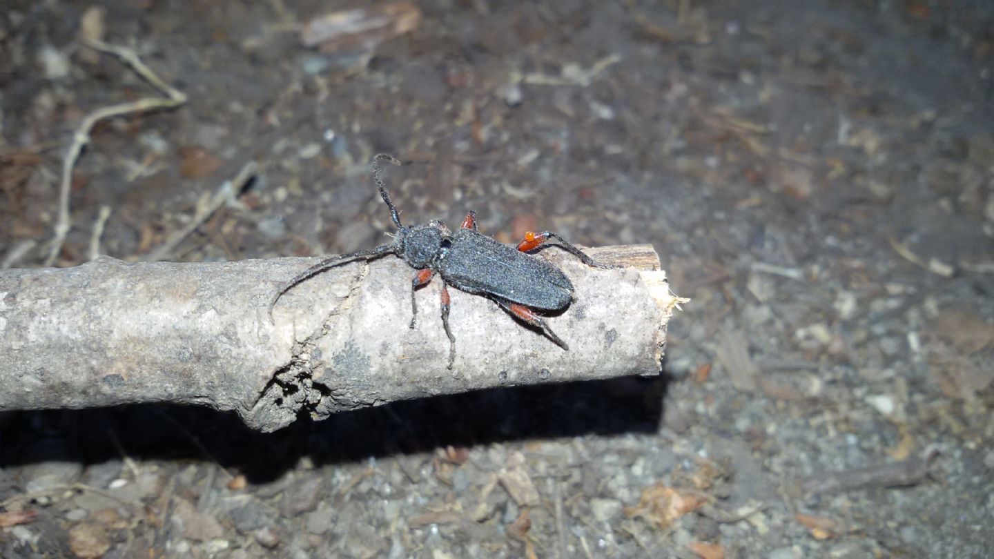 Cerambycidae: Ropalopus femoratus