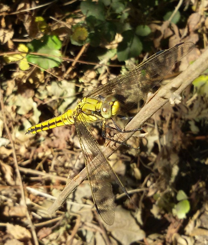 Femmina di Orthetrum cancellatum