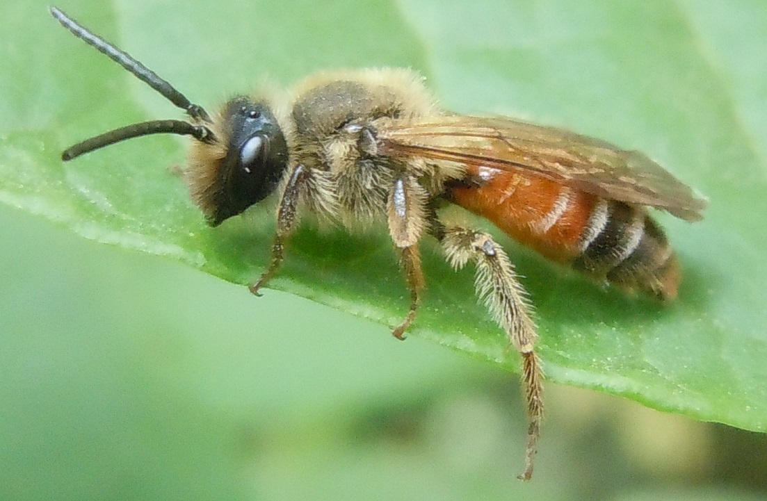 Andrena hattorfiana?....Andrena sp., maschio