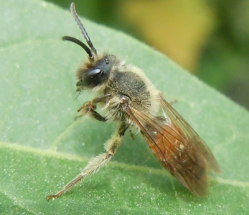 Andrena hattorfiana?....Andrena sp., maschio