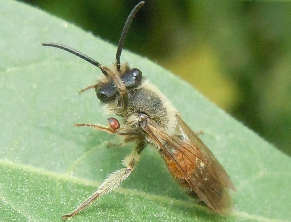 Andrena hattorfiana?....Andrena sp., maschio