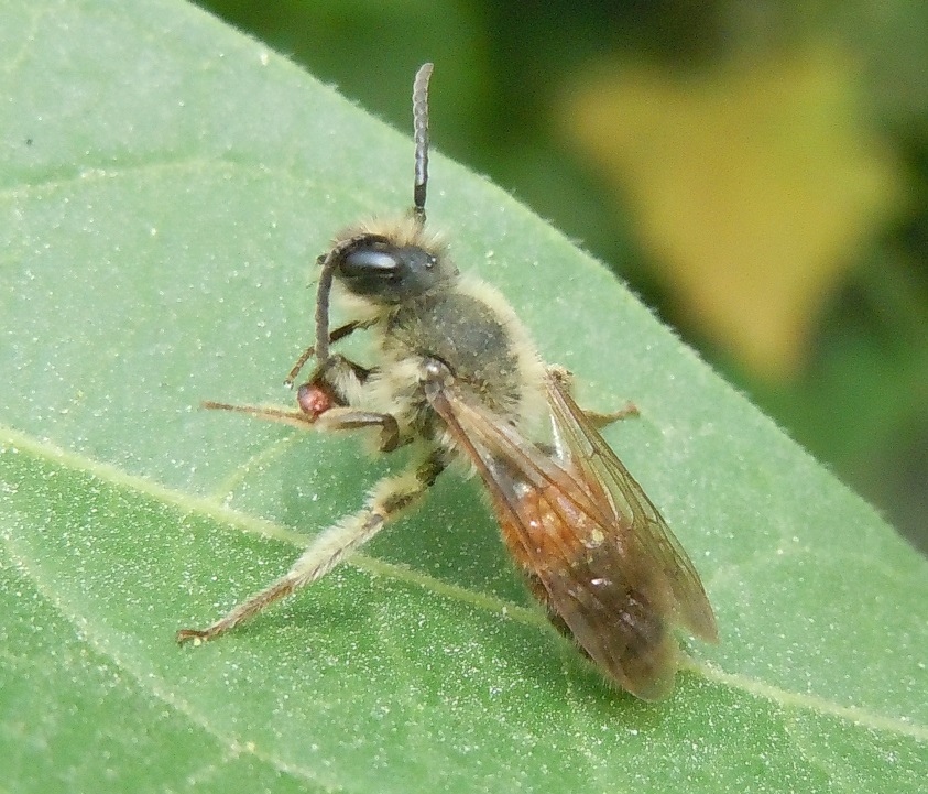 Andrena hattorfiana?....Andrena sp., maschio