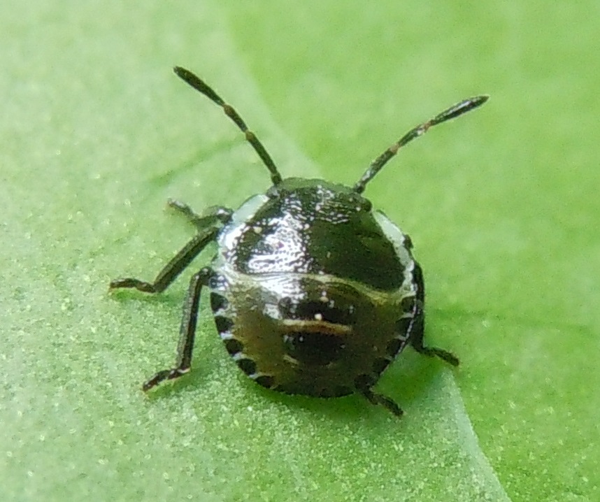 neanide di Chlorochroa cfr. juniperina/pinicola (Pentatomidae)