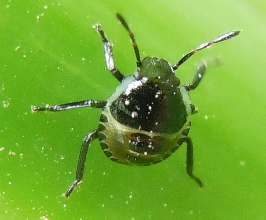 neanide di Chlorochroa cfr. juniperina/pinicola (Pentatomidae)