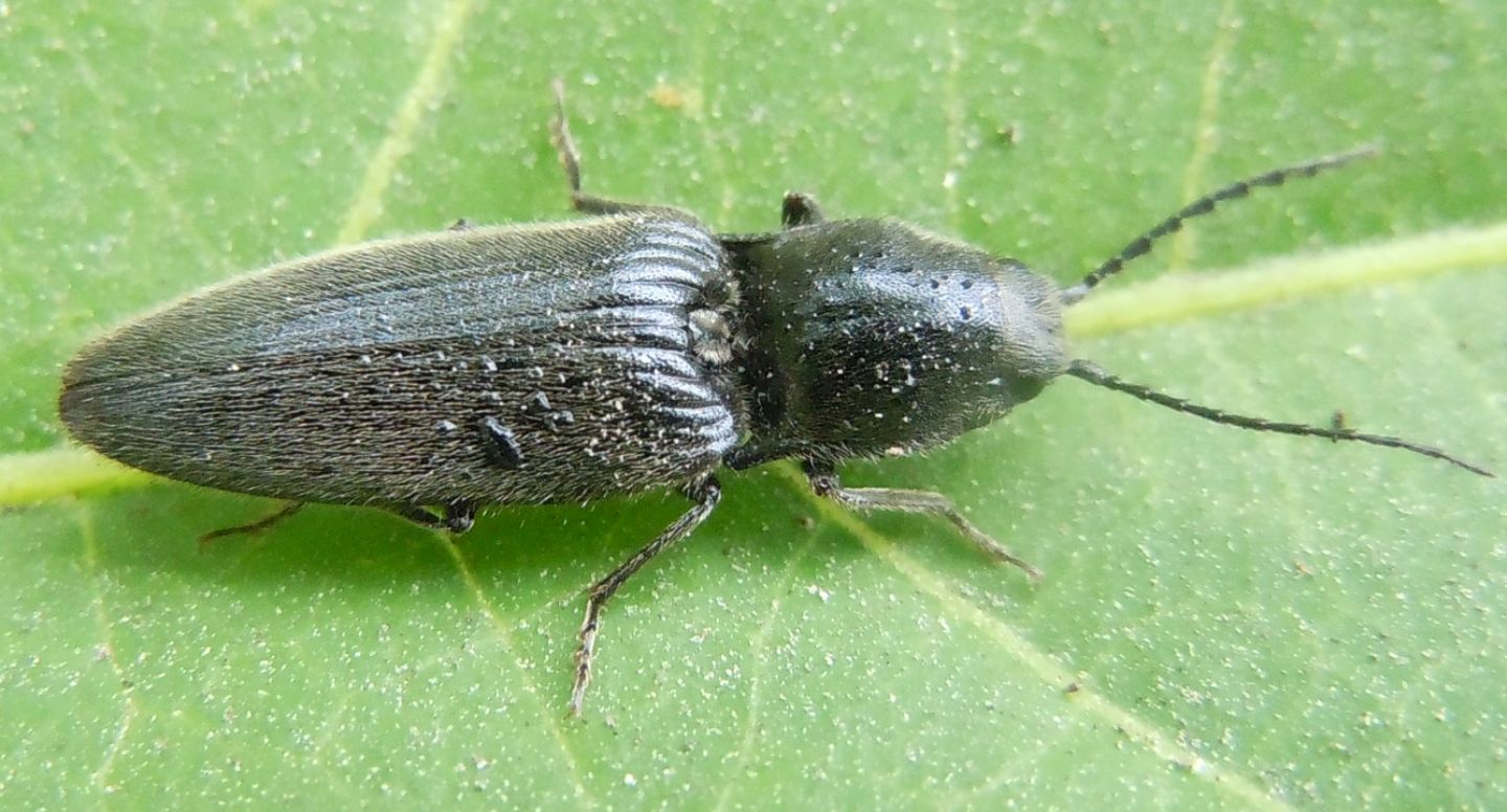 Elateridae: Hemicrepidius hirtus