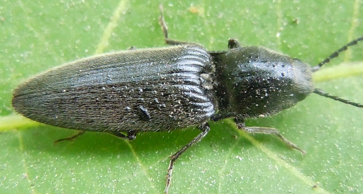 Elateridae: Hemicrepidius hirtus