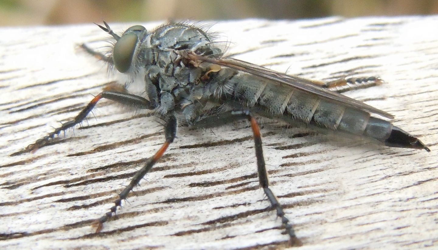 Asilidae del gruppo Machimus/Tolmerus, femmina e maschio