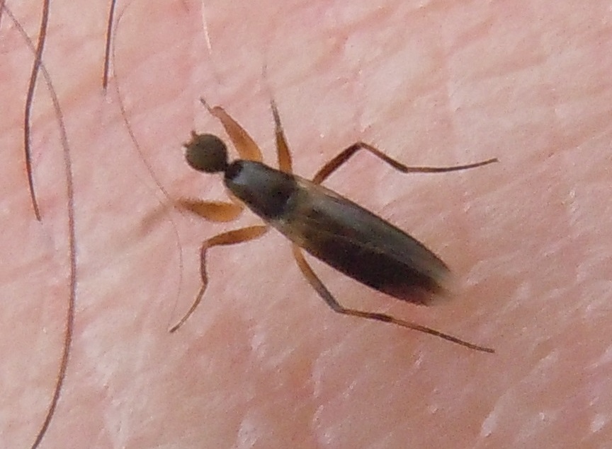 Micropezidae? No, Hybotidae:  Tachypeza sp.