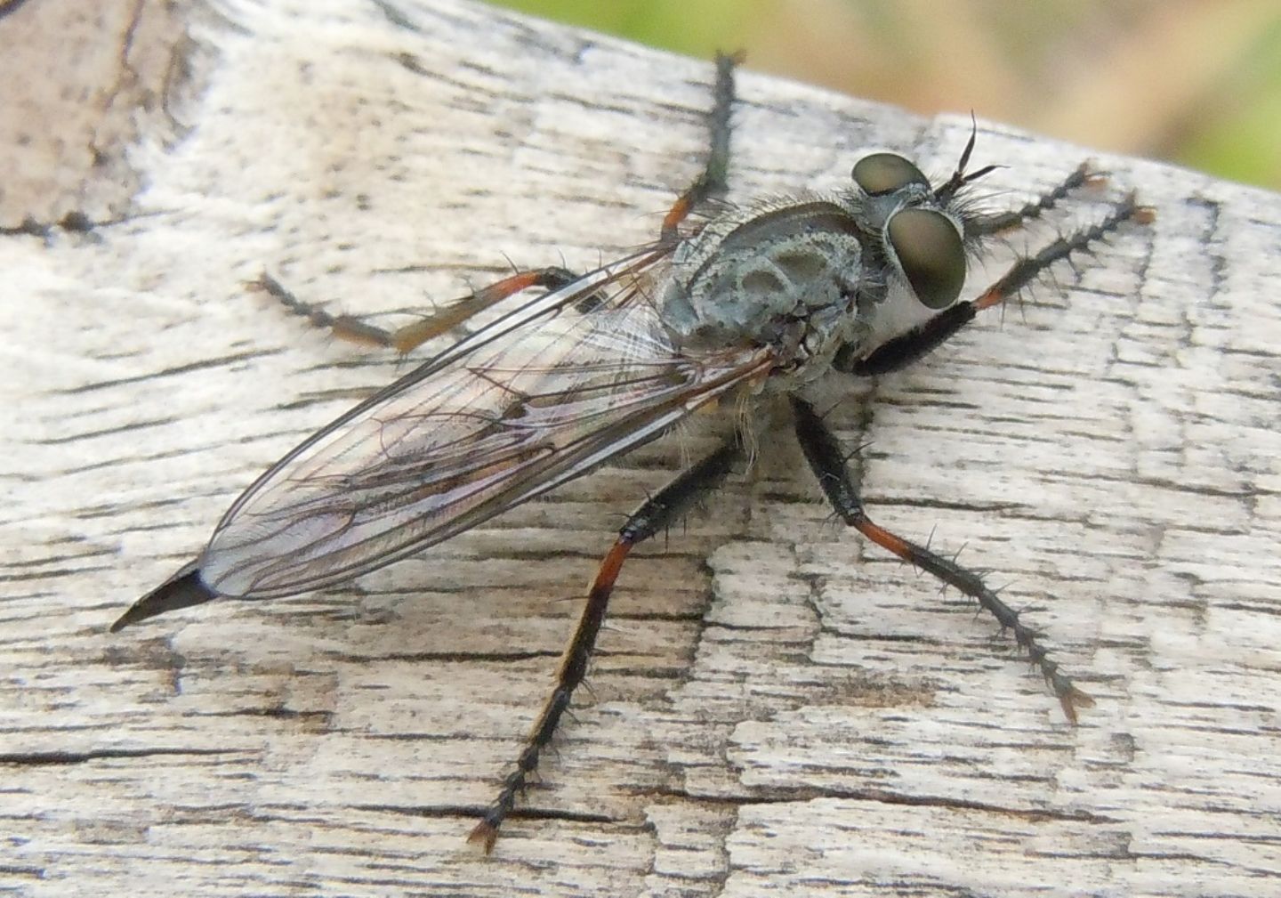 Asilidae del gruppo Machimus/Tolmerus, femmina e maschio