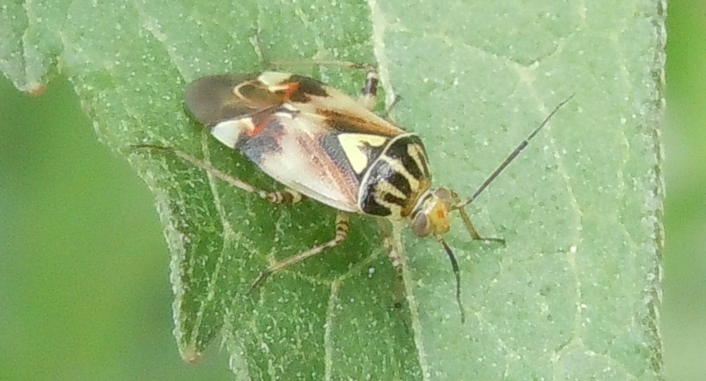 Miridae: Lygus sp. (L. pratensis o L. gemellatus)