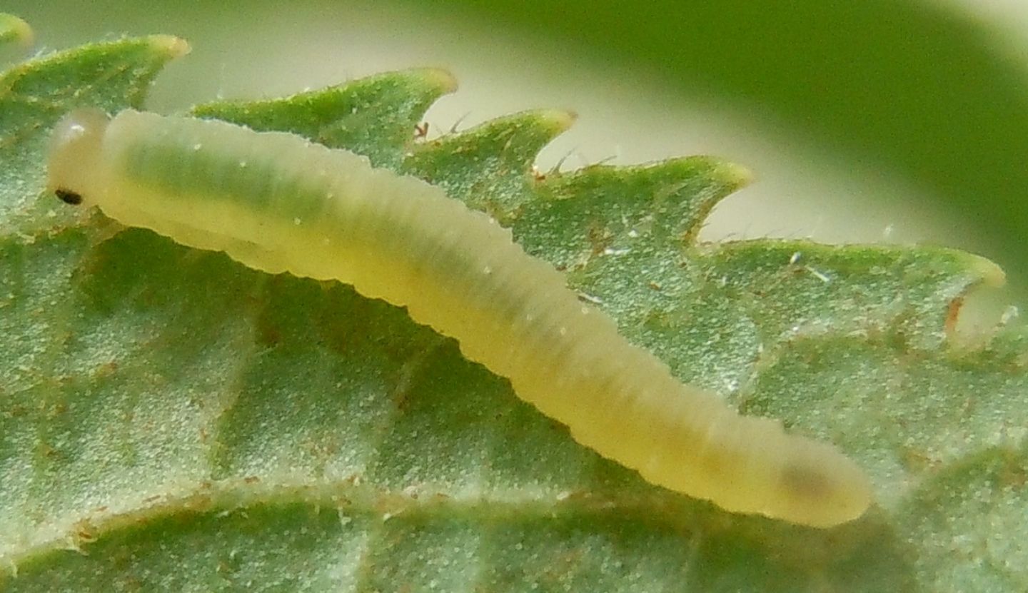Larva di Tenthredinidae da ID.