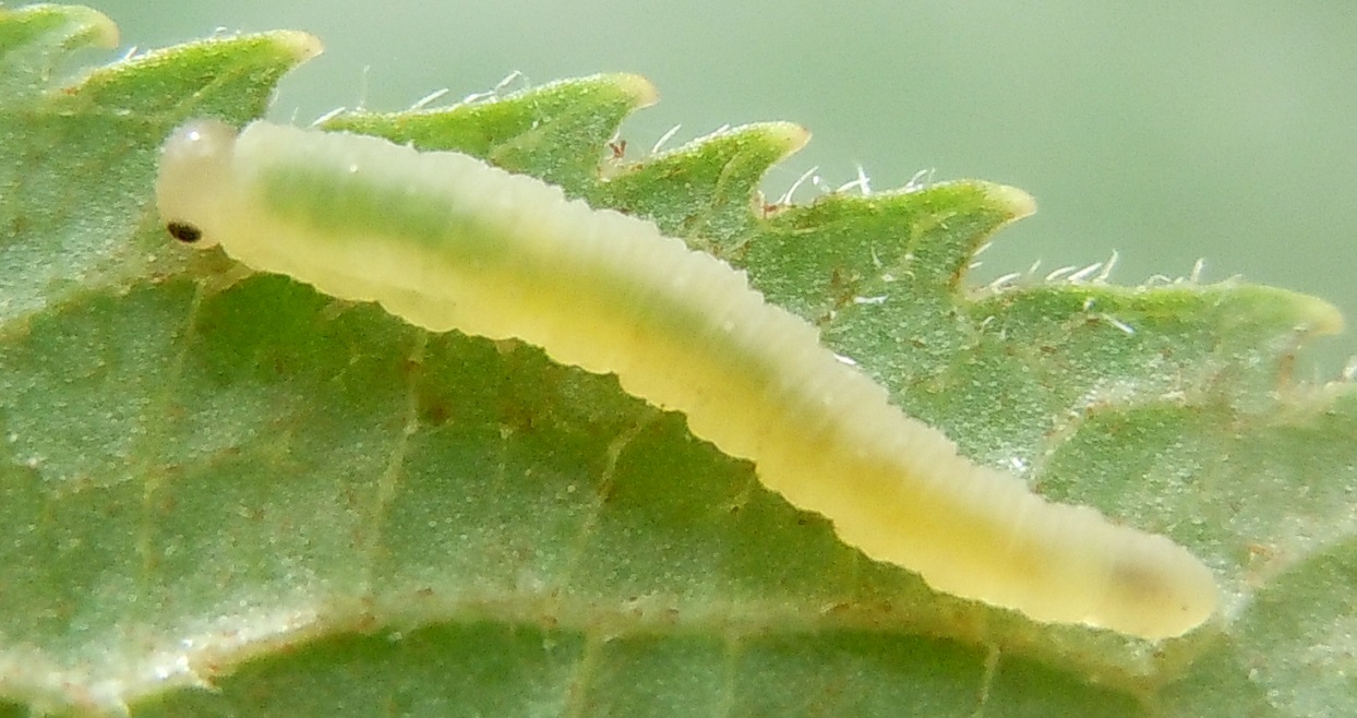 Larva di Tenthredinidae da ID.