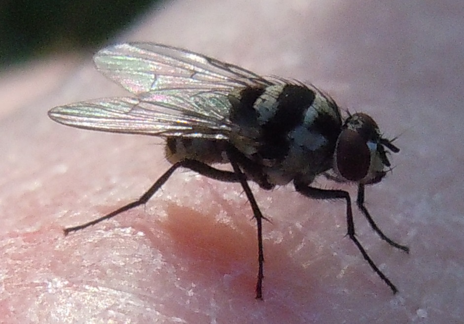 Anthomyia procellaris?  No, Limnophora obsignata (Muscidae)