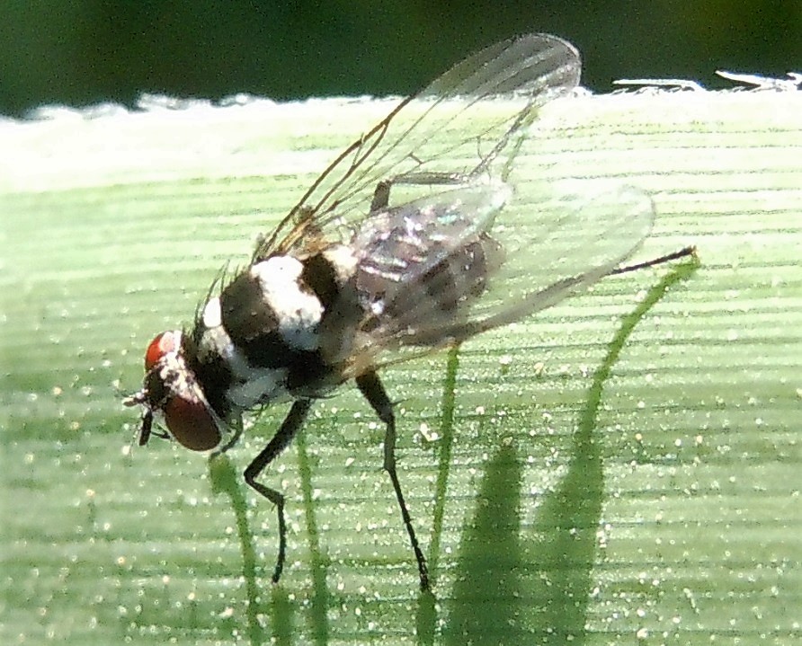 Anthomyia procellaris?  No, Limnophora obsignata (Muscidae)