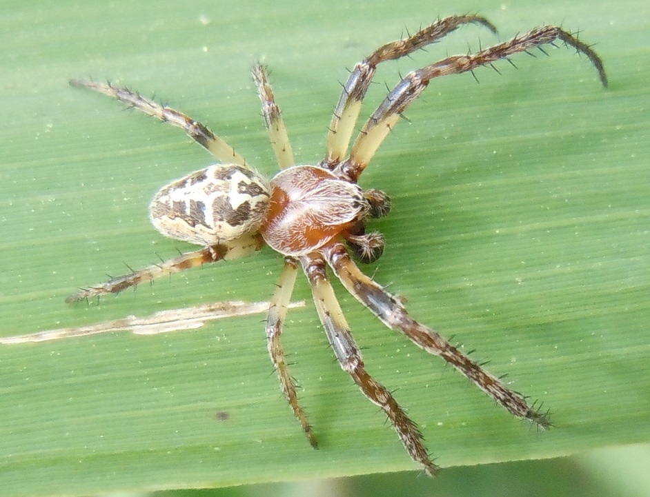 Larinioides? S, Larinioides cornutus - Cratere degli Astroni (NA)