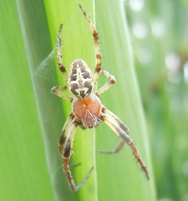 Larinioides? S, Larinioides cornutus - Cratere degli Astroni (NA)