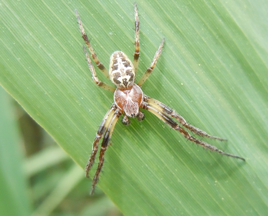 Larinioides? S, Larinioides cornutus - Cratere degli Astroni (NA)