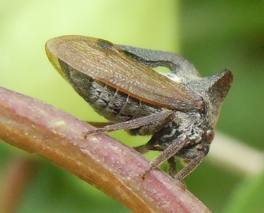 Centrotus cornutus