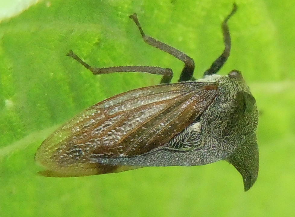 Centrotus cornutus