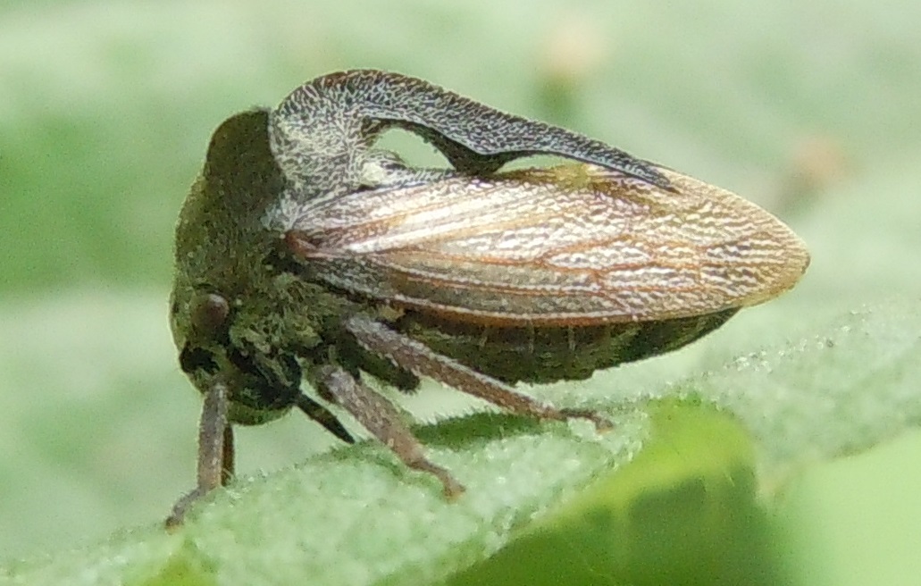 Centrotus cornutus