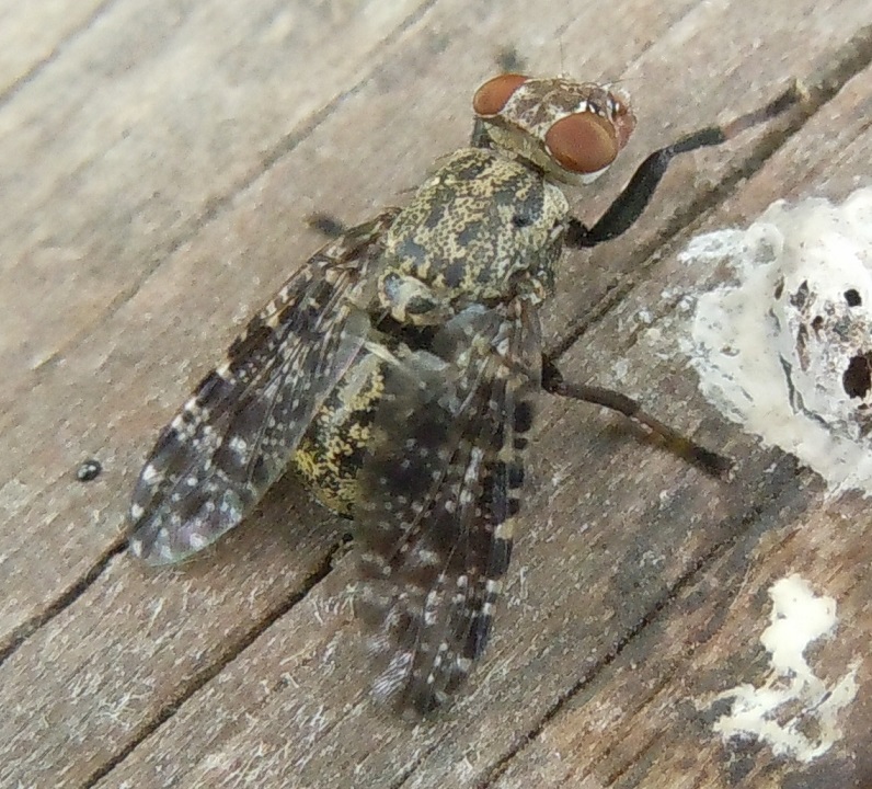 Platystomatidae: Platystoma sp.