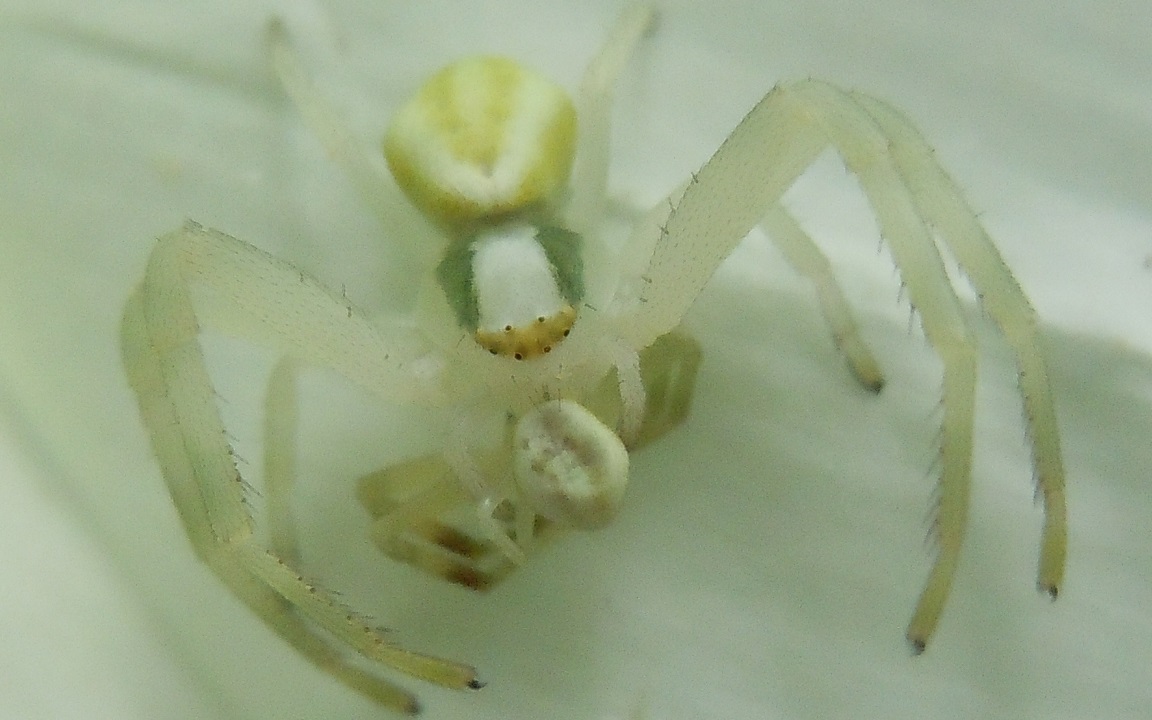 Misumena vatia: femmina vs. maschio ?