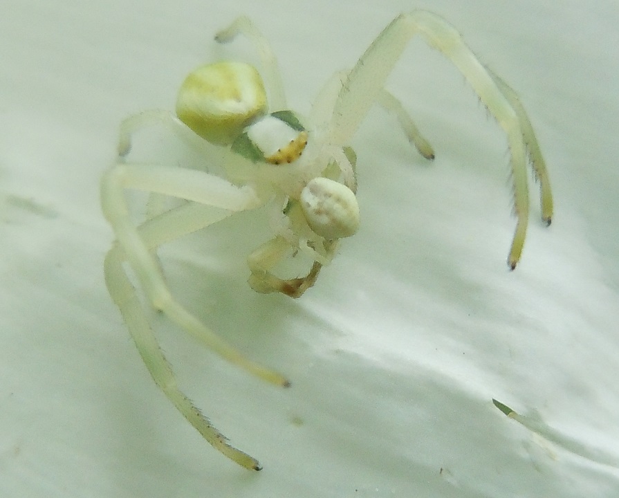 Misumena vatia: femmina vs. maschio ?