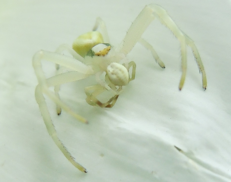 Misumena vatia: femmina vs. maschio ?