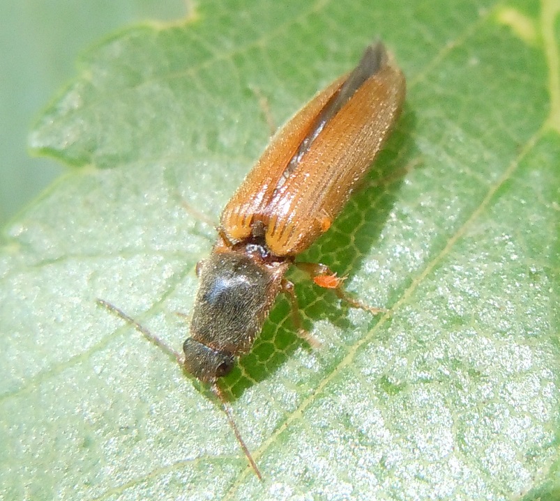 Athous vittatus