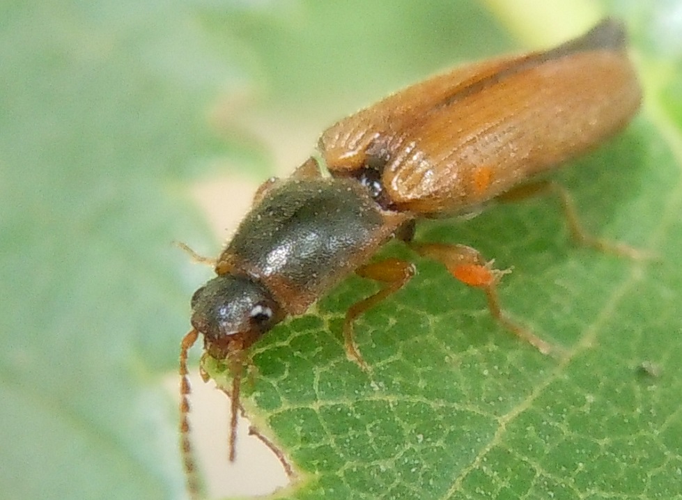 Athous vittatus