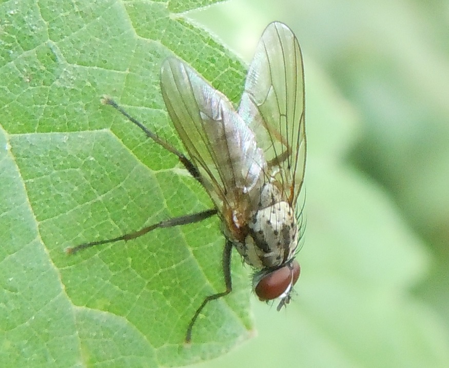 Anthomyiidae?