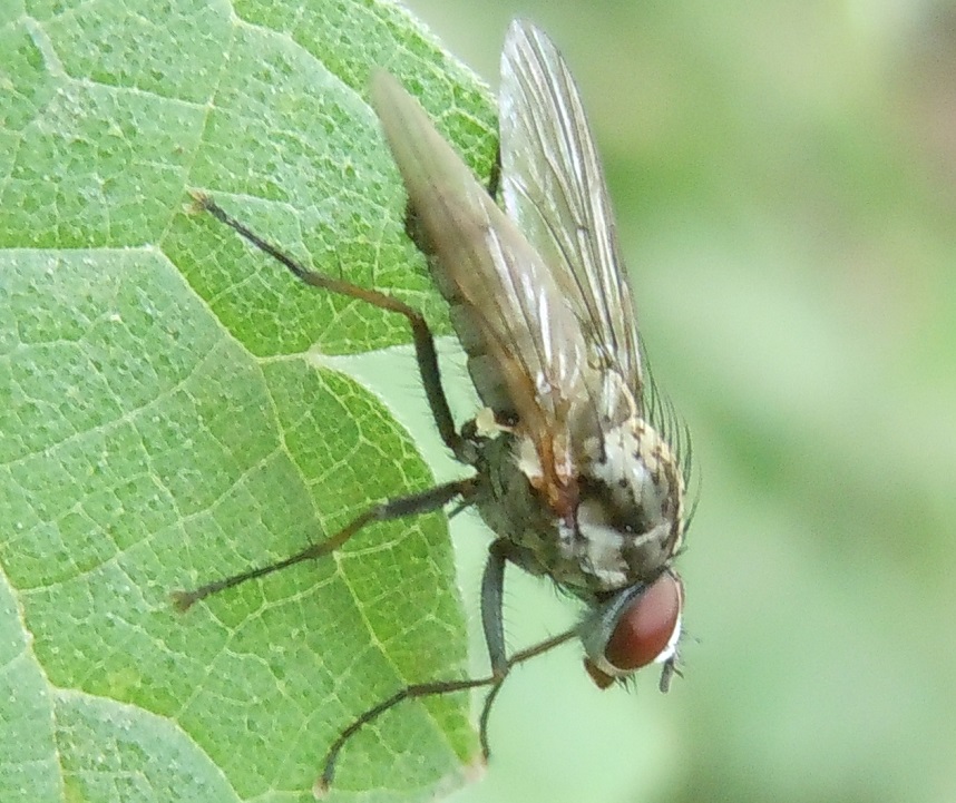 Anthomyiidae?