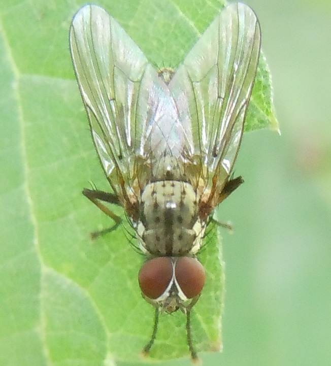 Anthomyiidae?