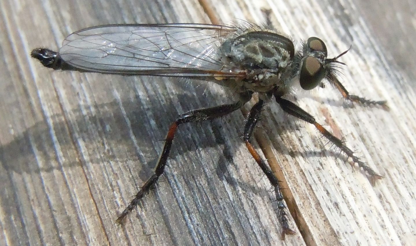 Asilidae del gruppo Machimus/Tolmerus, femmina e maschio