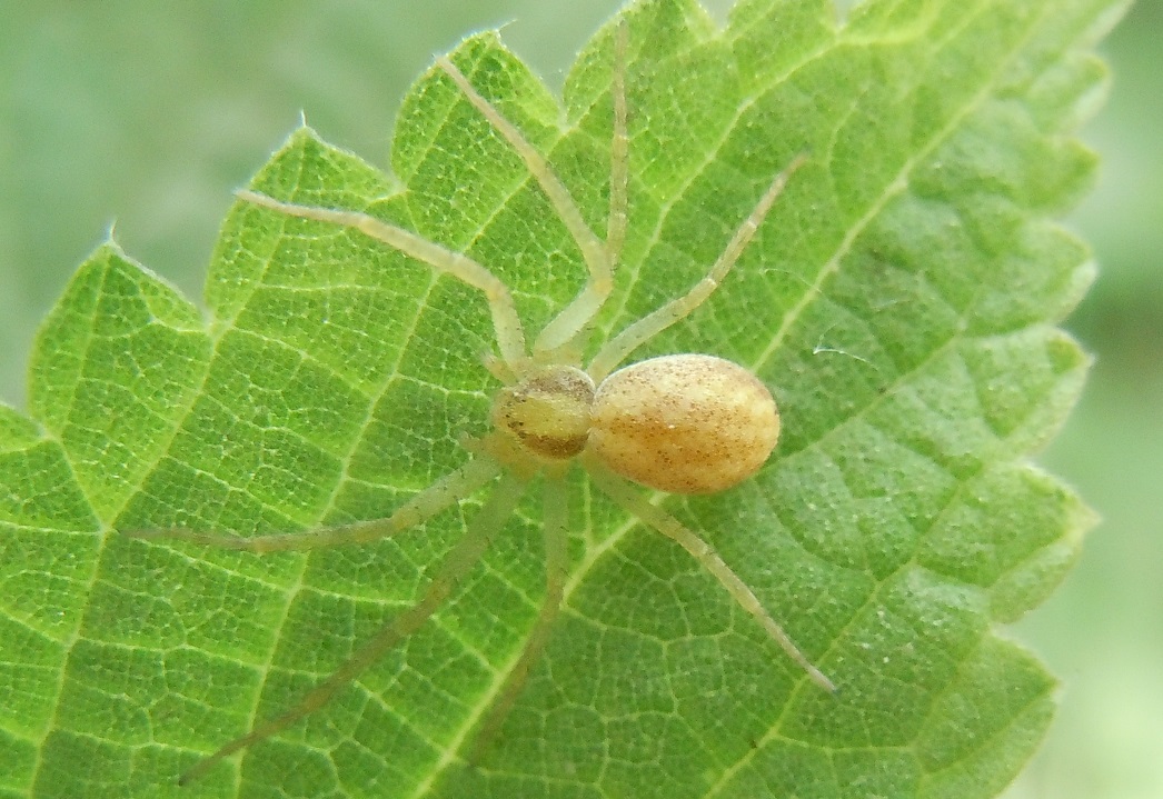 Philodromus sp. - Cratere degli Astroni (NA)