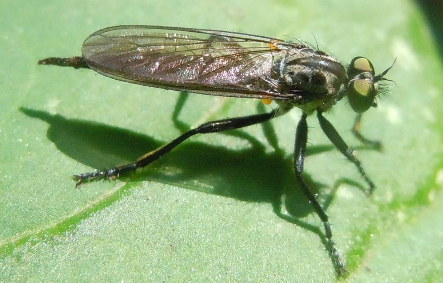 Altro Asilidae:  Neoitamus castellanii