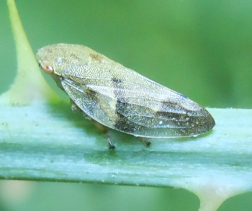 Aphrophora alni