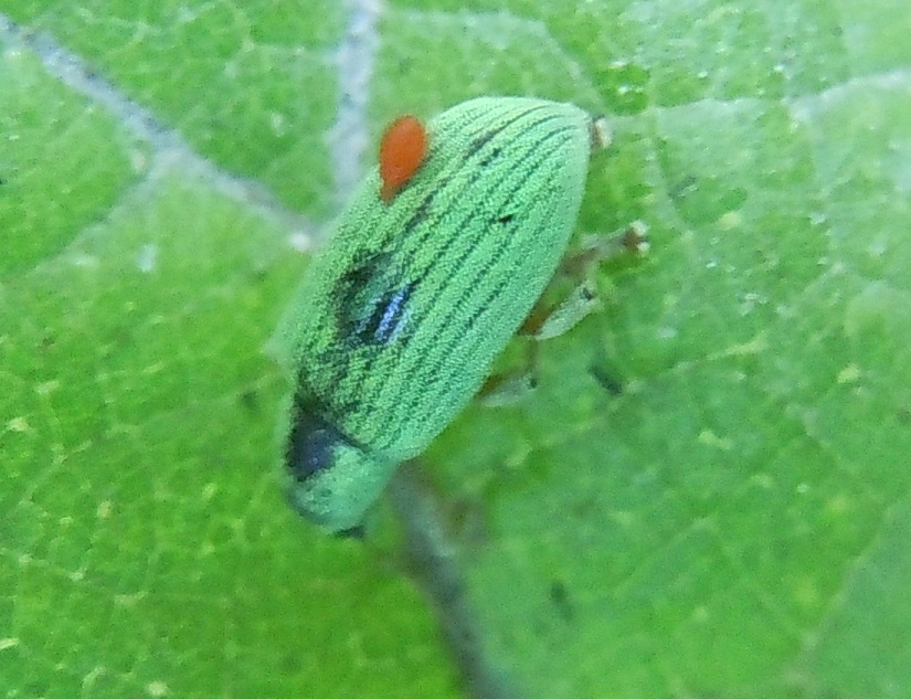 Curculionidae: Polydrusus formosus (cfr.)