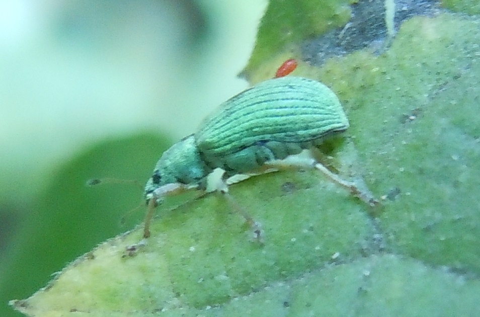 Curculionidae: Polydrusus formosus (cfr.)