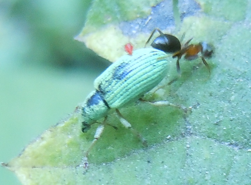 Curculionidae: Polydrusus formosus (cfr.)