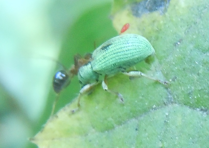 Curculionidae: Polydrusus formosus (cfr.)