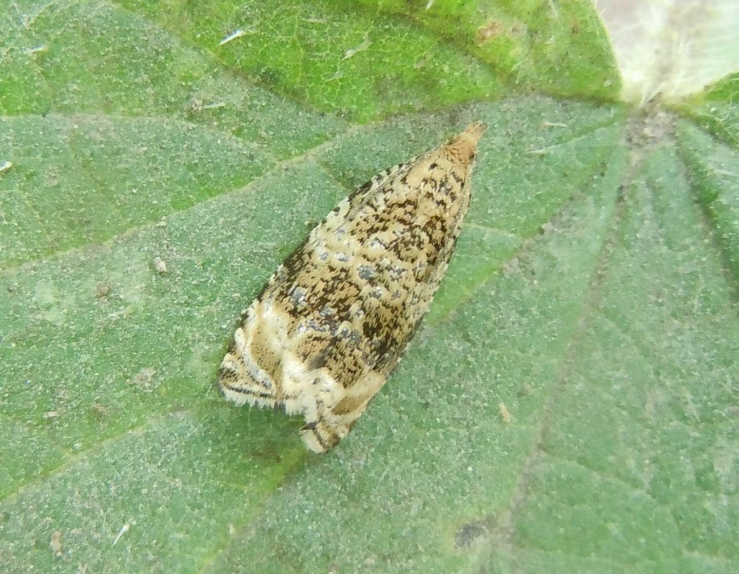 Celypha lacunana? S