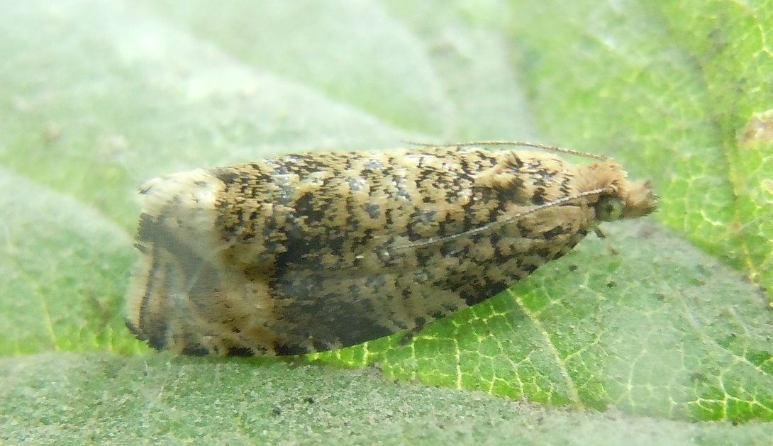 Celypha lacunana? S