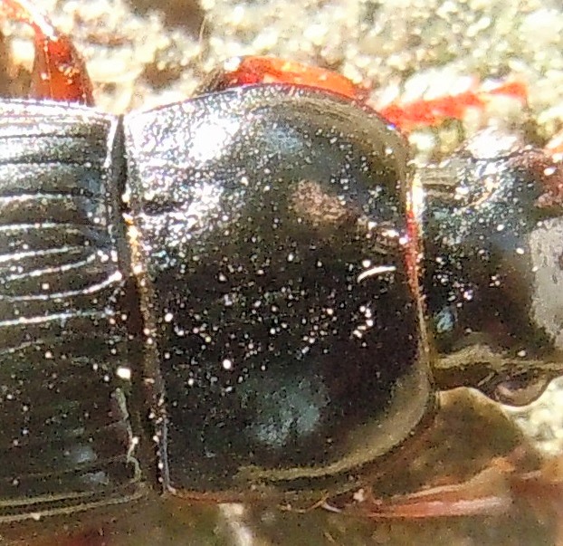 Harpalus?  ... H. cfr. tardus